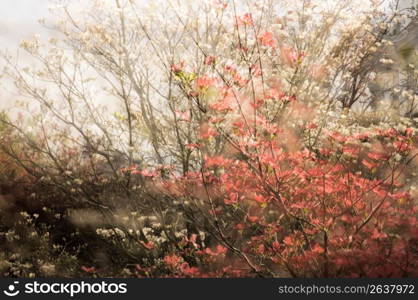 Flowering tree or shrub