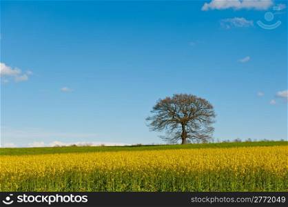 Flowering Tree Surrounded by Sloping Meadows of Tuscany