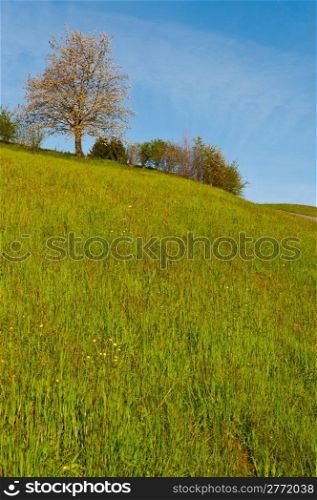 Flowering Tree Surrounded by Sloping Meadows, Switzerland