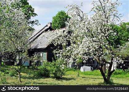 Flowering tree with farm house
