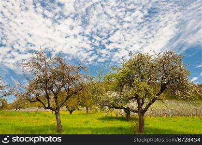 Flowering Trees Surrounded by Sloping Meadows, Switzerland