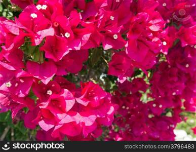 Flowering trees with pink flowers (closeup)
