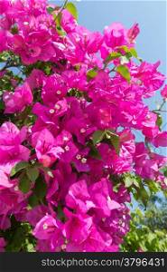 Flowering trees with pink flowers on sky background (closeup)