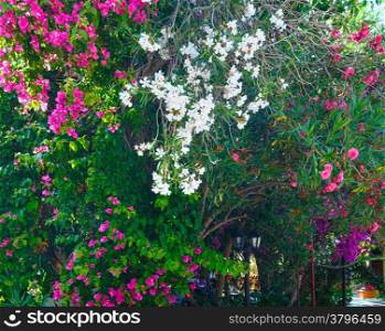 Flowering trees with varicolored flowers on street.