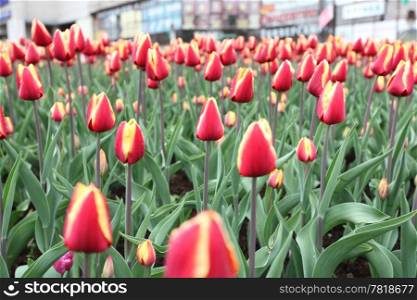 flowering tulips in the city