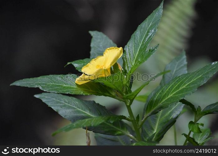 Flowering yellow blossom on a growing in a garden in the spring.