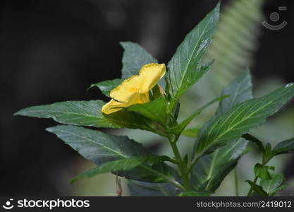 Flowering yellow blossom on a growing in a garden in the spring.