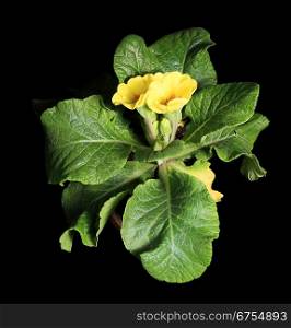 Flowering yellow primula on the black background (Primula)
