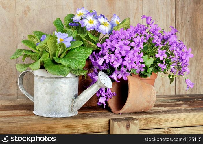 flowerpots on wooden background