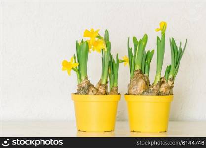 Flowerpots with yellow daffodils in the spring