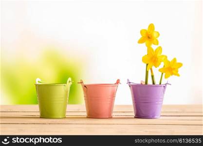 Flowerpots with yellow daffodils on a wooden desk