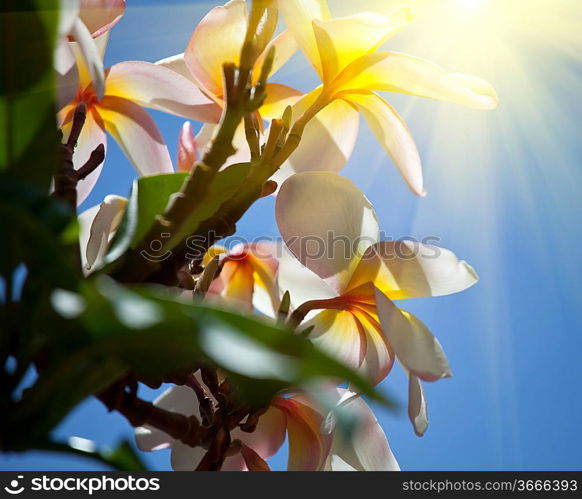 Flowers