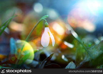 Flowers