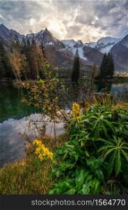 Flowers and blossoms in a lake in Chamonix with reflection on the water with mountains on the background