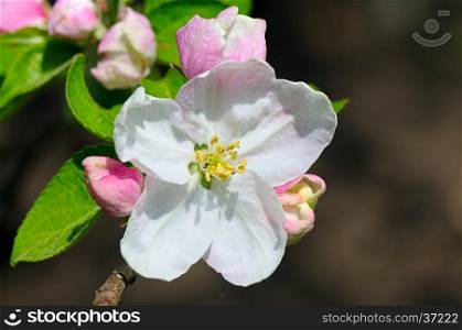 Flowers and buds of apple trees on a dark background. Focus on a red flower. Shallow depth of field.