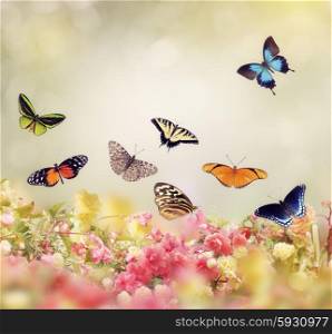 Flowers and Butterflies for Background