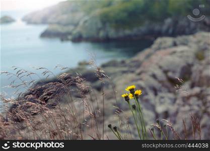 flowers and grass by the sea, norway