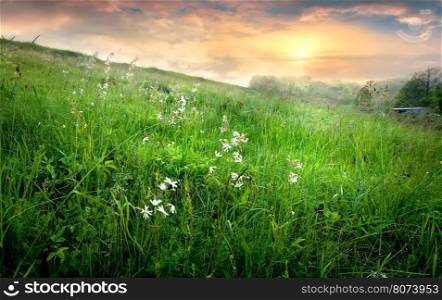 Flowers and grass in countryside at sunrise with fog