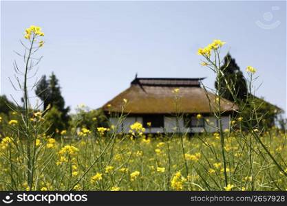 Flowers and Japanese house