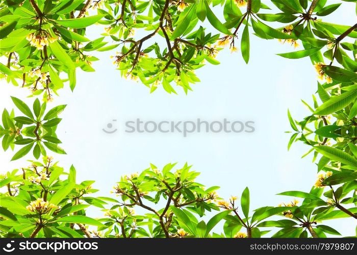flowers and leaves on a blue background