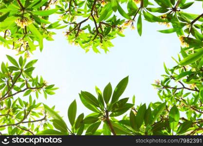 flowers and leaves on a blue background