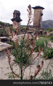 Flowers and monument on ruins of Xanthos, West Turkey