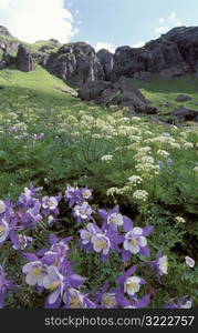 Flowers and Mountains