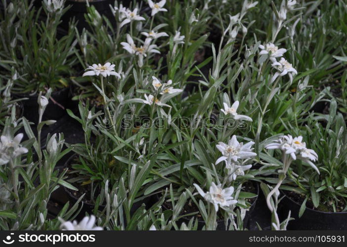 flowers and plants background. flowers and plants useful as a background