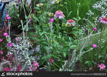 flowers and plants background. flowers and plants useful as a background