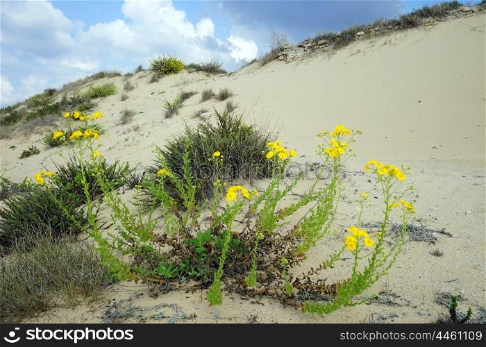 Flowers and sand dunes near Caesarea, Israel