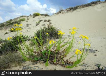 Flowers and sand dunes near Caesarea, Israel