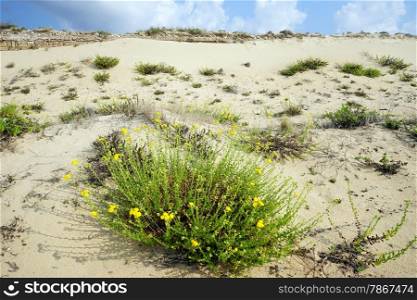 Flowers and sand dunesr on the beach near Caesarea, Israel