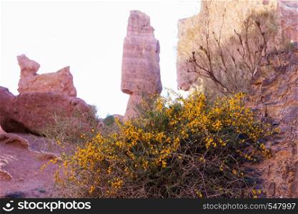 flowers and shrubs against the background of a mountain landscape. Kazakhstan, Charyn Canyon. flowers and shrubs against the background of a mountain landscape. Kazakhstan, Charyn Canyon.