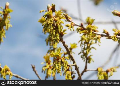 Flowers and small leaves of an oak at the beginning of spring