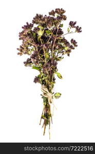 Flowers and Stems of Thyme Studio Photo. Flowers and Stems of Thyme