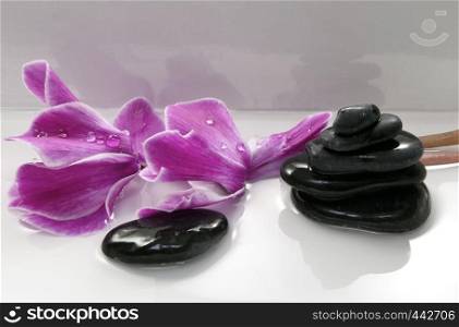 flowers and stones in the water on a white background