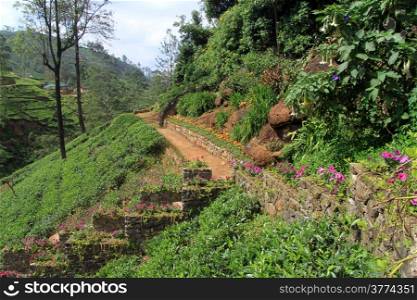 Flowers and tea plantation near Nuwara Eliya, Sri Lanka