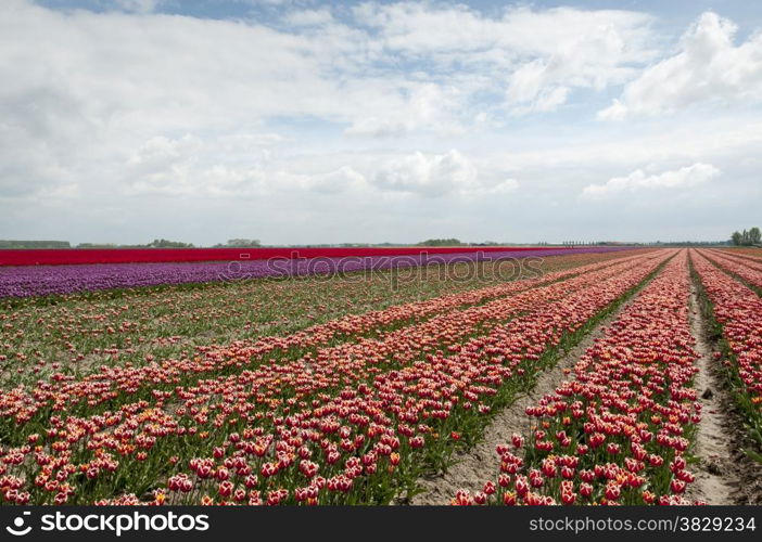 flowers and tulip fields in holland