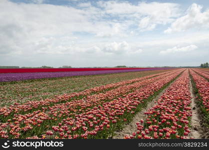 flowers and tulip fields in holland