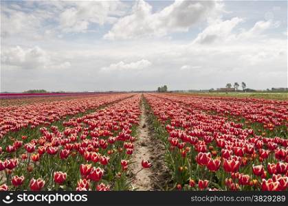 flowers and tulip fields in holland