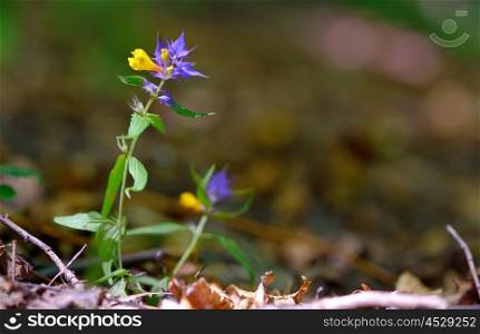 flowers aquilegia vulgaris - Common columbine in forest