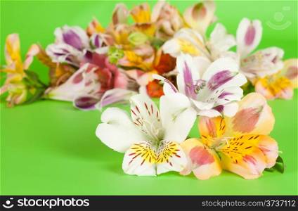 Flowers are a beautiful bright green background in the alstroemeria