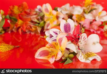 Flowers are a beautiful bright red background in the alstroemeria