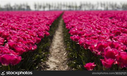 Flowers are blooming on the field, tulips . Tulips in spring,colourful tulip