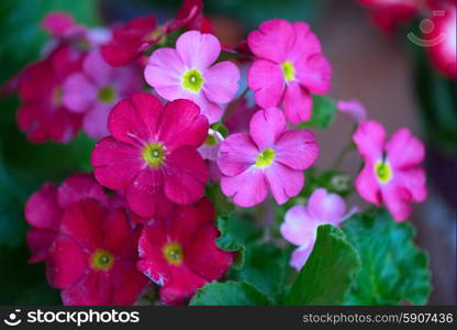 flowers at garden in sunny day. At garden