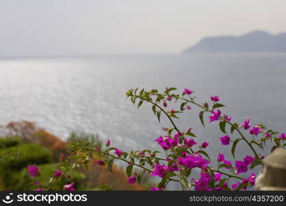 Flowers at the seaside, Italian Riviera, Cinque Terre National Park, Mar Ligure, Cinque Terre, La Spezia, Liguria, Italy
