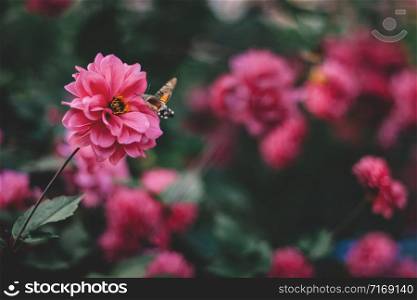 Flowers background. Beautiful pink and red peonies in field. Toning