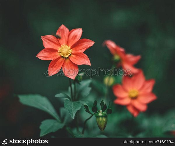 Flowers background. Beautiful red peonies in field. Toning