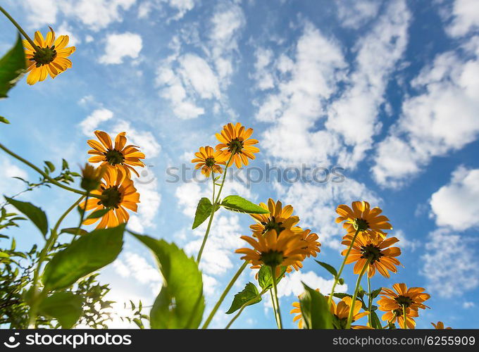 Flowers background, close up shot