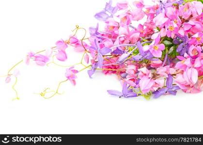 Flowers background, colorful blossom of pink and purple flower, isolated on a white background